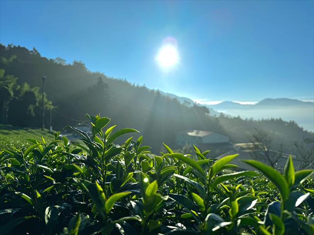 茶製品-茶 產品圖片（圖片編號 885560）