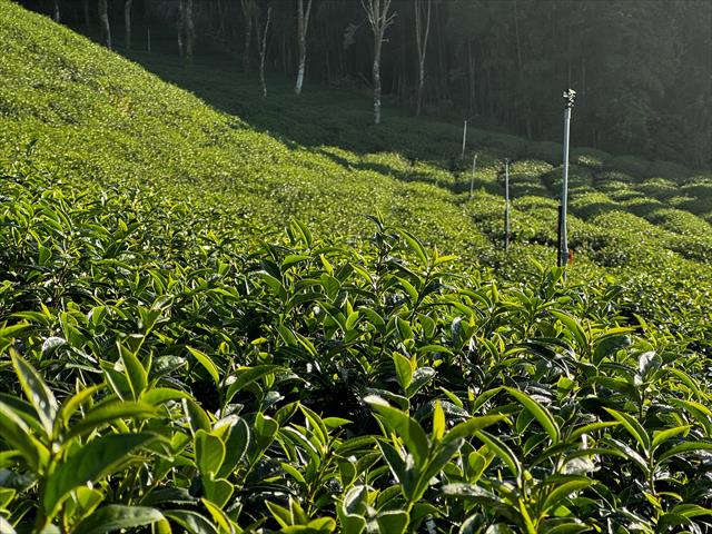 茶製品-茶 產品圖片（產品編號 657317）