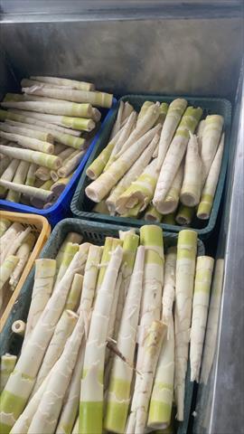 竹筍 產品圖片（產品編號 657394）