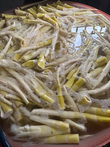 竹筍 產品圖片（圖片編號 885867）