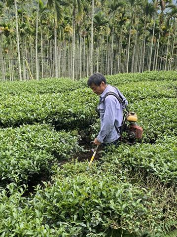 茶製品-茶 產品圖片（圖片編號 885926）
