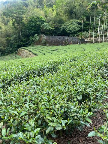 茶製品-茶 產品圖片（圖片編號 885927）