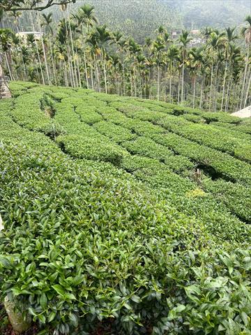 茶製品-茶 產品圖片（圖片編號 885928）