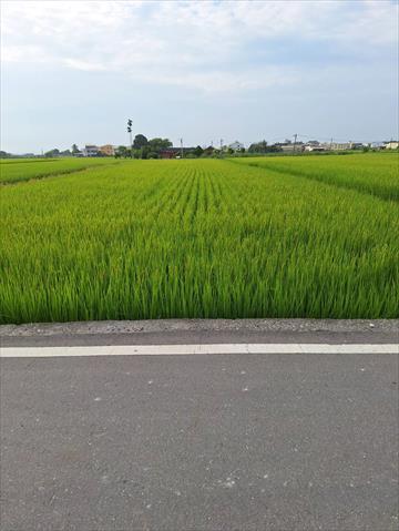 稉稻(白米或黑米) 產品圖片（圖片編號 886706）