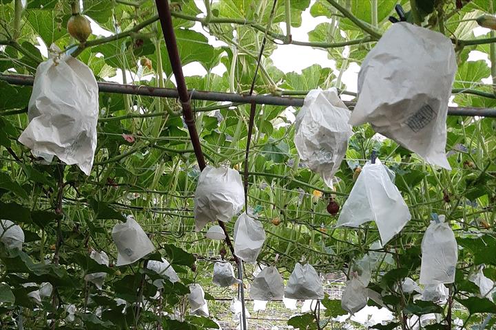 南瓜(金瓜) 產品圖片（圖片編號 886731）