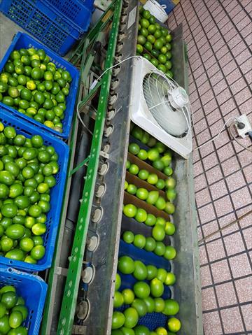 檸檬 產品圖片（圖片編號 887846）
