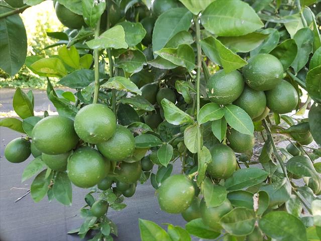 檸檬 產品圖片（圖片編號 887848）