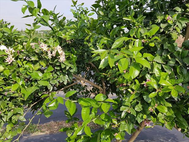檸檬 產品圖片（圖片編號 887849）
