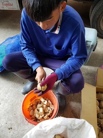 馬鈴薯 產品圖片（圖片編號 887851）