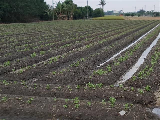 馬鈴薯 產品圖片（圖片編號 887852）