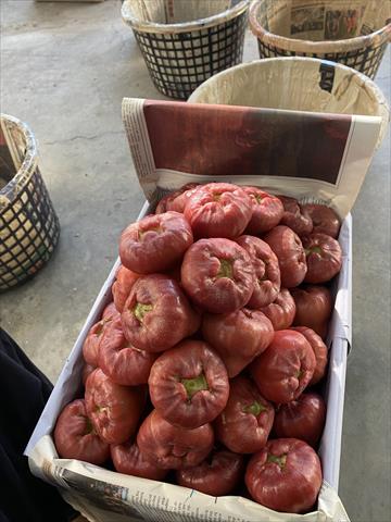 蓮霧 產品圖片（圖片編號 888105）