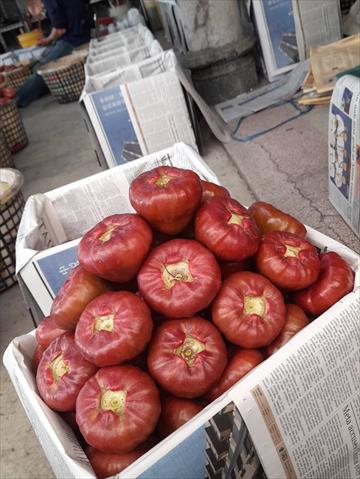 蓮霧 產品圖片（產品編號 658159）