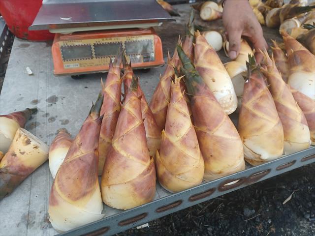 竹筍 產品圖片（產品編號 658563）