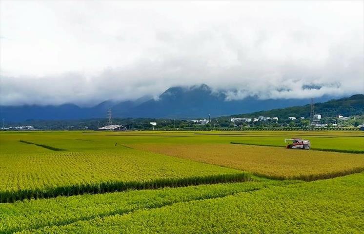 稉稻(白米或黑米) 產品圖片（圖片編號 889078）