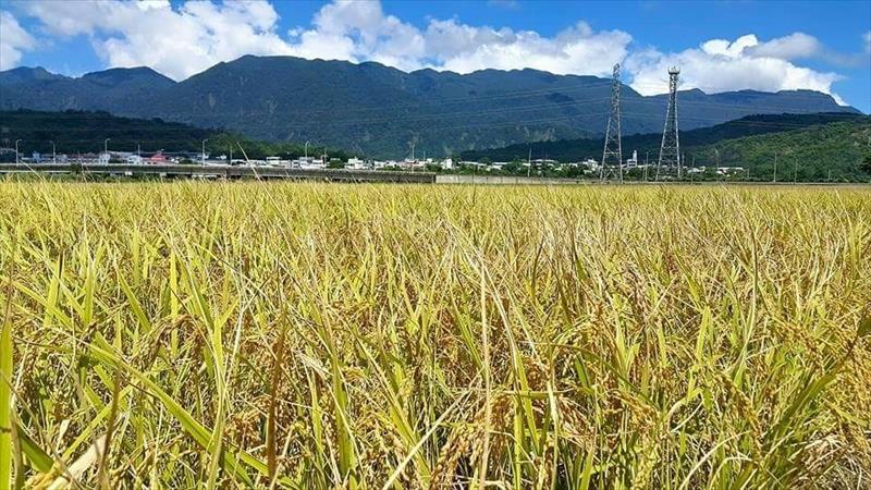 稉稻(糙米) 產品圖片（圖片編號 889079）