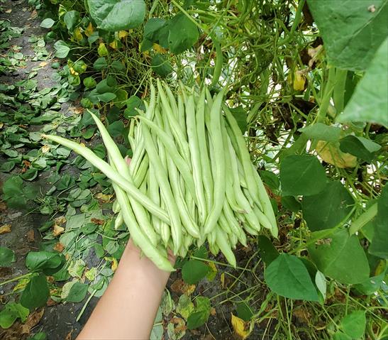 四季豆(菜豆) 產品圖片（產品編號 658683）