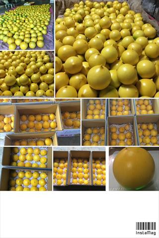 黃金果(黃晶果,加蜜蛋黃果,蜜蛋黃果) 產品圖片（產品編號 658899）