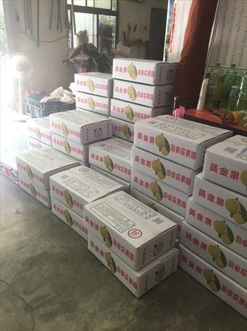 黃金果(黃晶果,加蜜蛋黃果,蜜蛋黃果) 產品圖片（圖片編號 889168）