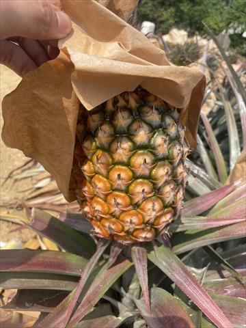 鳳梨 產品圖片（圖片編號 889171）