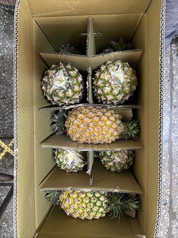 鳳梨 產品圖片（圖片編號 889172）