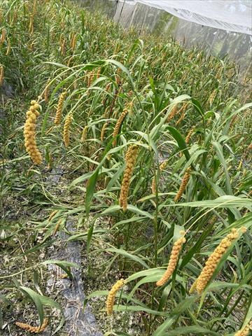 小米 產品圖片（產品編號 658981）