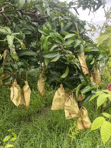 芒果 產品圖片（產品編號 659095）