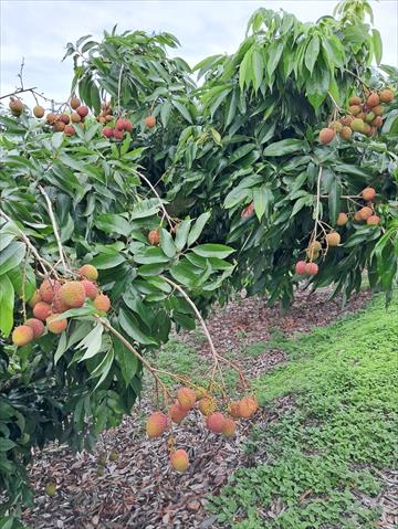 荔枝 產品圖片（圖片編號 889702）