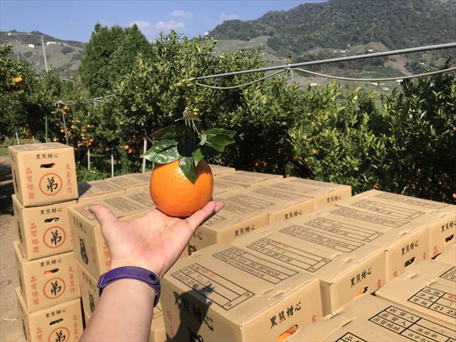 桶柑 產品圖片（圖片編號 889751）