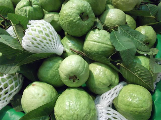 番石榴(芭樂) 產品圖片（圖片編號 890203）
