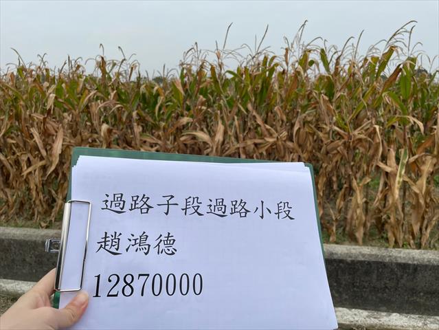 硬質玉米 產品圖片（產品編號 659284）