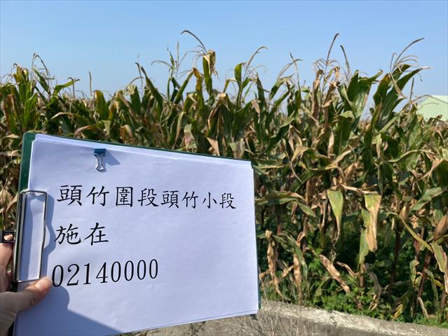 硬質玉米 產品圖片（產品編號 659297）