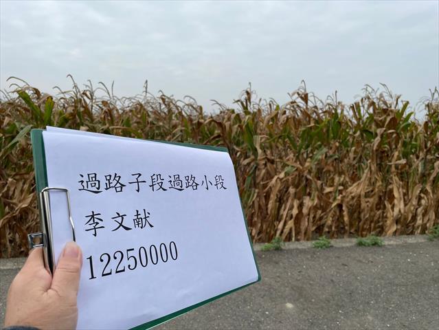硬質玉米 產品圖片（產品編號 659303）