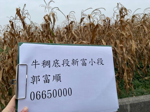 硬質玉米 產品圖片（產品編號 659307）