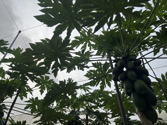 木瓜 產品圖片（圖片編號 890498）