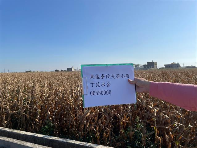 硬質玉米 產品圖片（產品編號 659565）