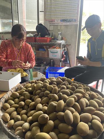 奇異果 產品圖片（產品編號 659602）