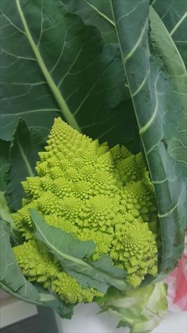 花椰菜 產品圖片（產品編號 659603）