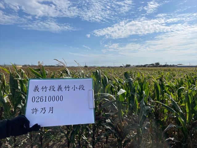 硬質玉米 產品圖片（產品編號 659605）