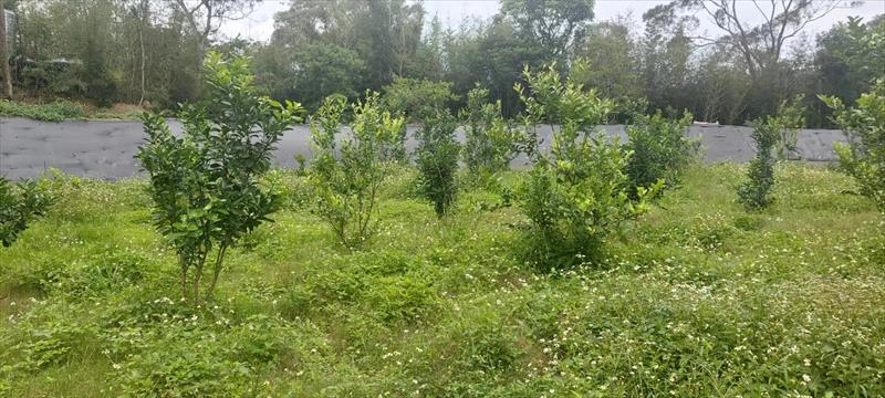 蜜柚 產品圖片（產品編號 659615）