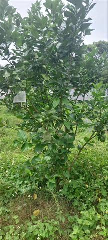 蜜柚 產品圖片（圖片編號 891032）