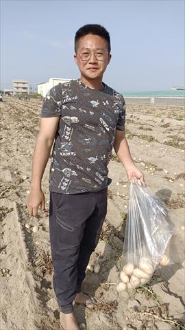 馬鈴薯 產品圖片（產品編號 659834）