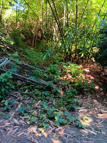 竹筍 產品圖片（圖片編號 891664）