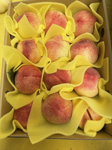 桃 產品圖片（產品編號 659977）