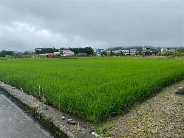 稉稻(白米或黑米) 產品圖片（產品編號 659994）