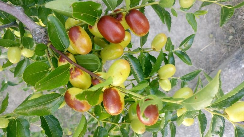 紅棗 產品圖片（圖片編號 892052）