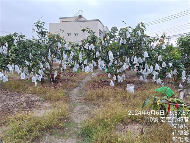 桃 產品圖片（圖片編號 892103）