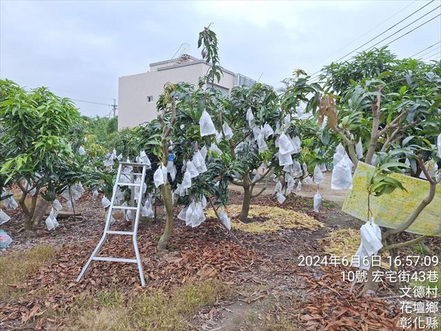 桃 產品圖片（產品編號 660018）