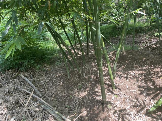 竹筍 產品圖片（產品編號 660184）