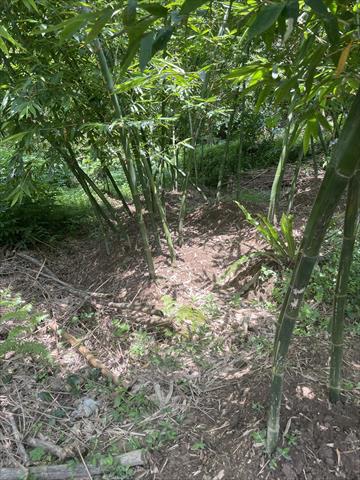 竹筍 產品圖片（圖片編號 892551）