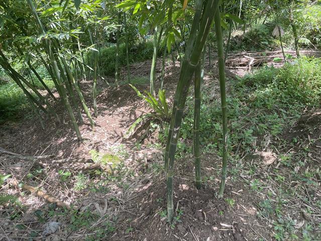 竹筍 產品圖片（圖片編號 892552）